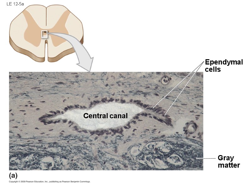 LE 12-5a Ependymal cells Gray matter Central canal